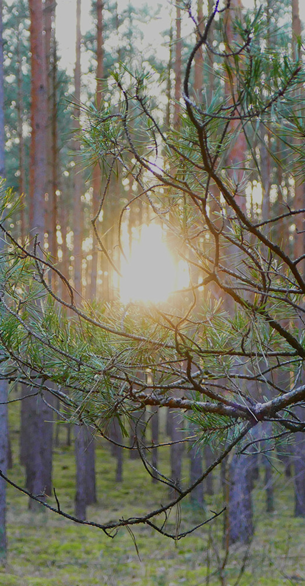 Wald01 https://praxis-prof-kropp.de/wp-content/uploads/2025/12/Wald01.jpg